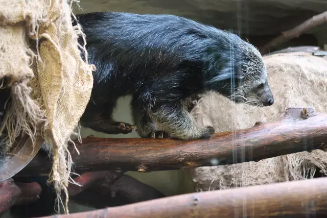 Foto: Eduard Warenik