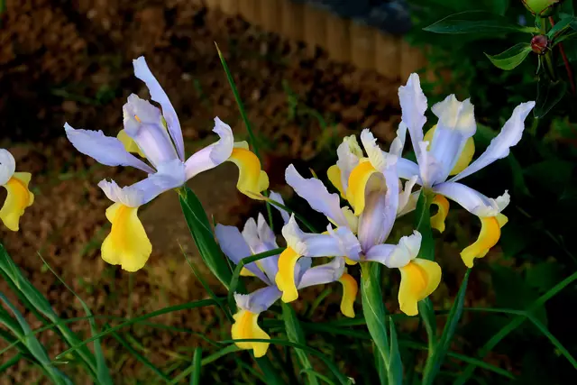 Foto: Eduard Warenik