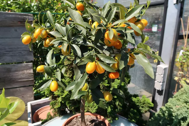 Foto: Eduard Warenik