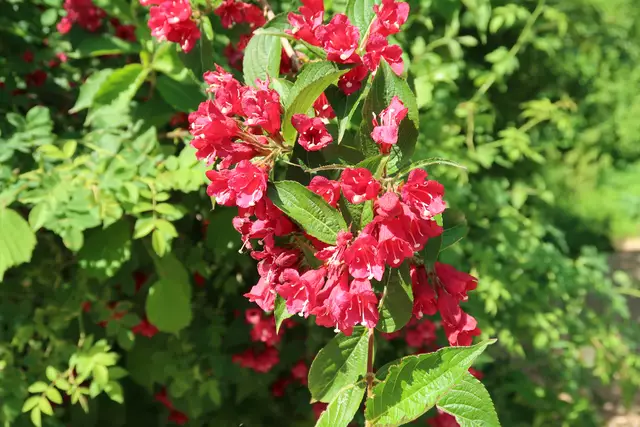 Foto: Eduard Warenik