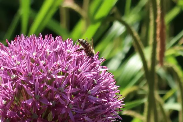 Foto: Eduard Warenik