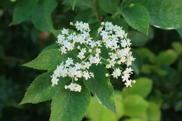 Foto: Eduard Warenik