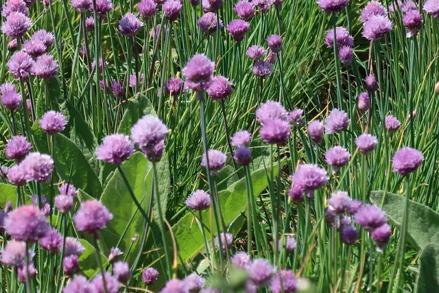 Foto: Eduard Warenik