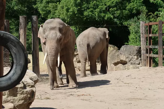 Foto: Eduard Warenik