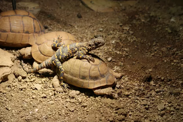 Foto: Eduard Warenik