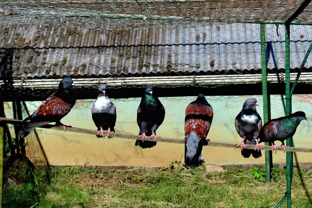 Foto: Eduard Warenik