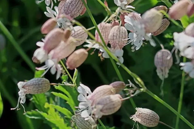 Foto: Eduard Warenik