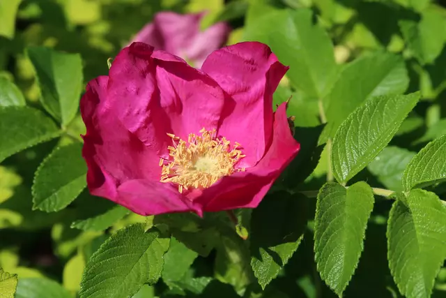 Foto: Eduard Warenik