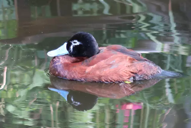 Foto: Eduard Warenik