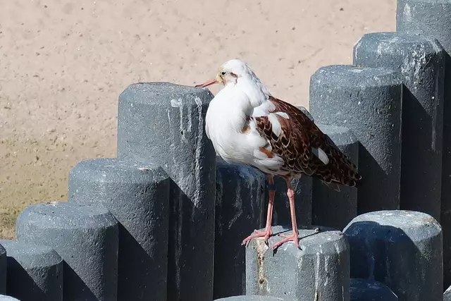 Foto: Eduard Warenik