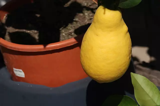 Foto: Eduard Warenik