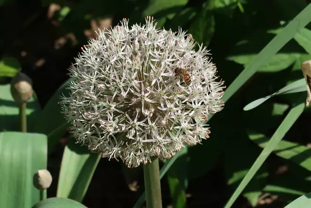 Foto: Eduard Warenik