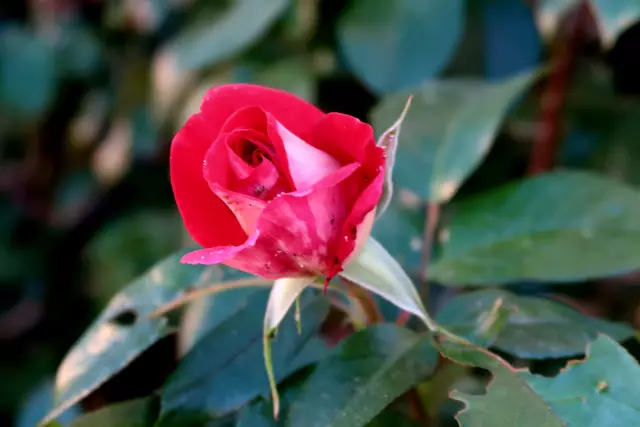 Foto: Eduard Warenik