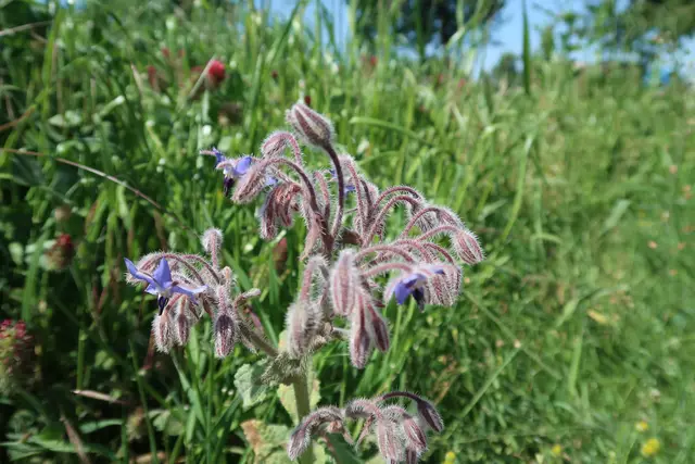 Foto: Eduard Warenik