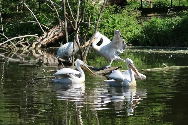 Foto: Eduard Warenik