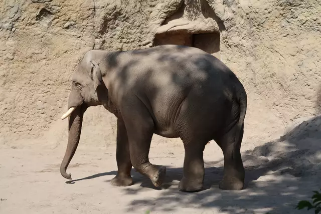 Foto: Eduard Warenik