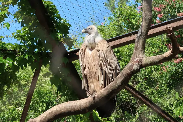 Foto: Eduard Warenik