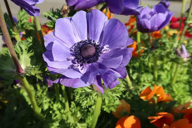 Foto: Eduard Warenik