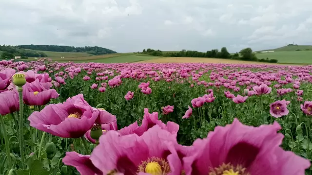 Die ersten Kapseln sind schon fertig | Foto: WandernGabyErich