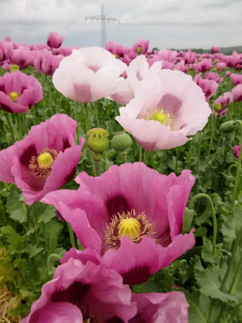 Foto: WandernGabyErich