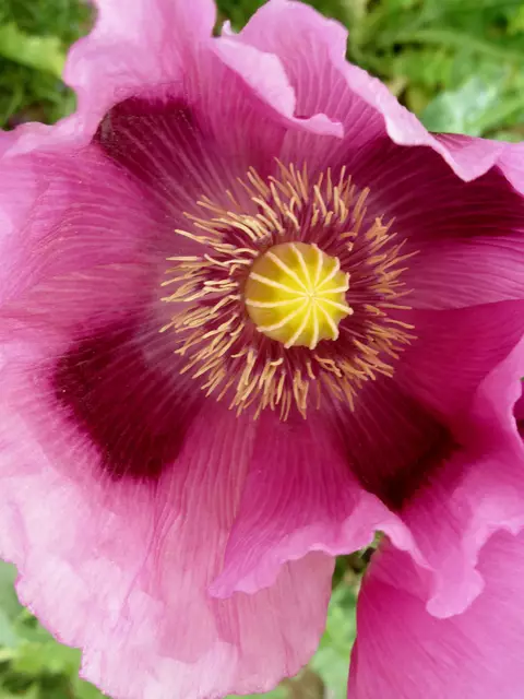 Jedes Jahr aufs Neue faszinierend | Foto: WandernGabyErich