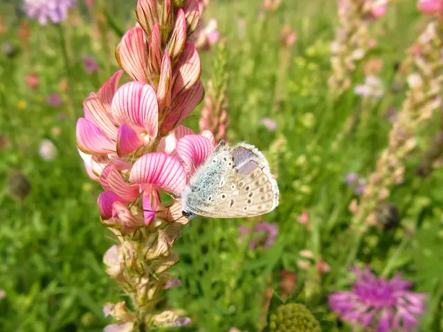 Hauhechel-Bläuling an Esparsette | Foto: WandernGabyErich