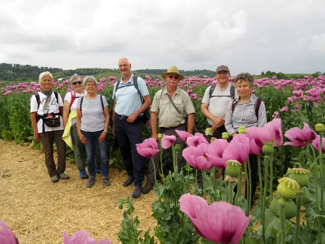 Nach dem Ärger im letzten Jahr, kann man jetzt auf Wegen durch das Feld gehen. | Foto: WandernGabyErich