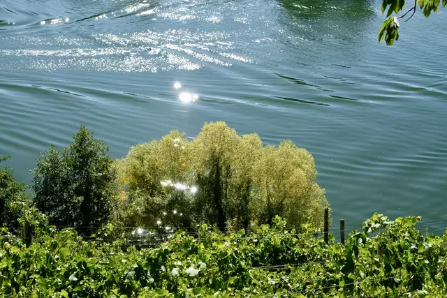 Aufgenommen vom Terrassen-Weinberg | Foto: ED