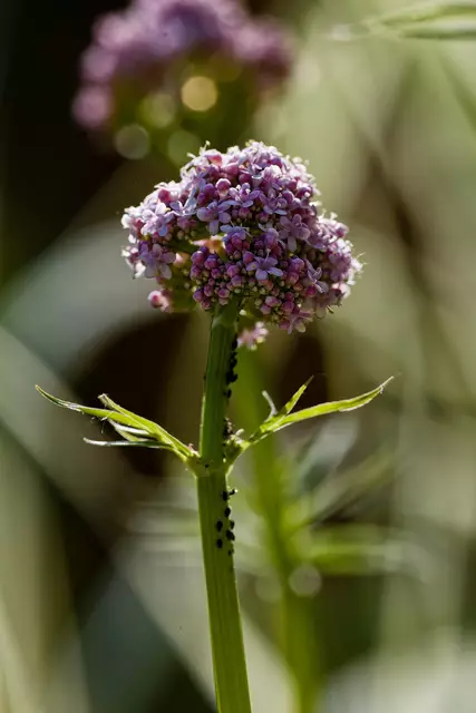 Baldrian | Foto: WKY