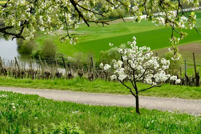 Kirschblüte | Foto: ED