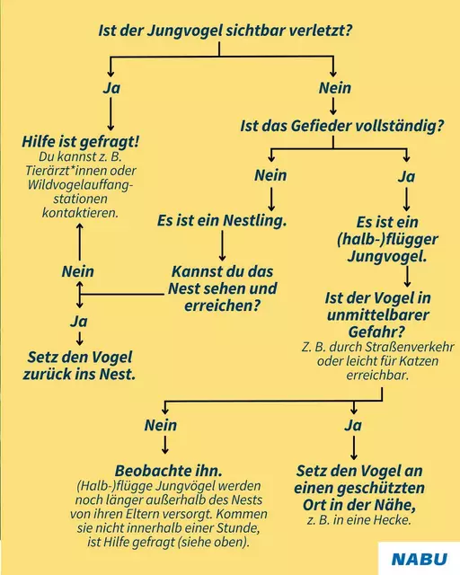 Die Grafik stellt dar ob ein Jungvogel Hilfe benötigt oder nicht. | Foto: NABU BW