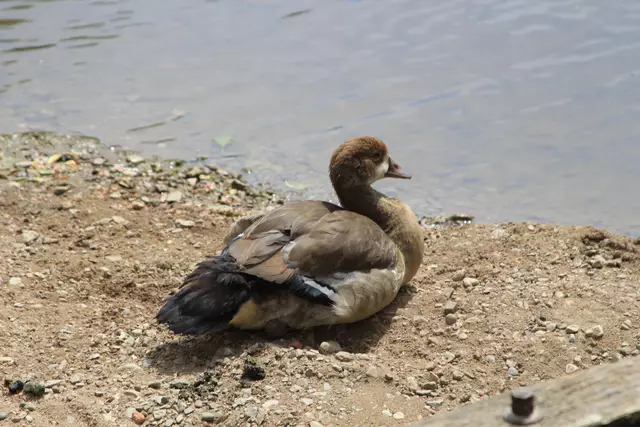 Schwäbisch Hall- Ackeranlagen/ Unterwöhrd | Foto: Ralf Röser