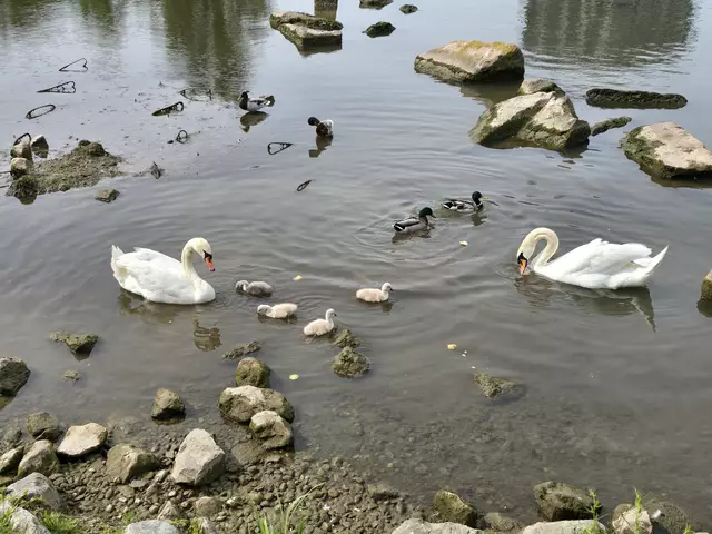 Die vier Küken, von dem kleinen eingezäunten Eiland. | Foto: Heidrun Rosenberger
