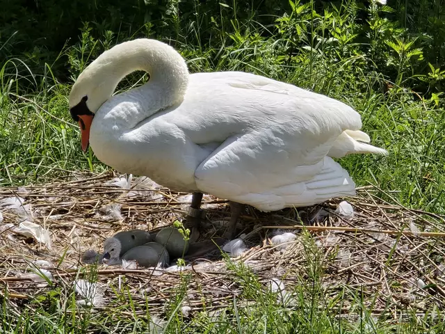 Dieses Bild zur Überschrift, die darauffolgenden sind ab Bild 19 zu sehen. | Foto: Heidrun Rosenberger