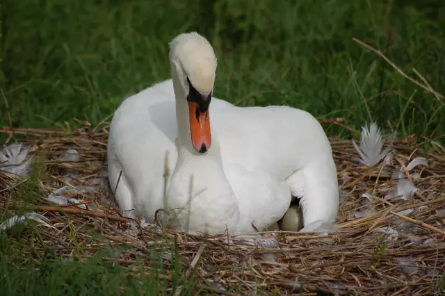 Die Schwänin hat sich immer wieder auf dem Gelege niedergelassen.....  | Foto: Heidrun Rosenberger