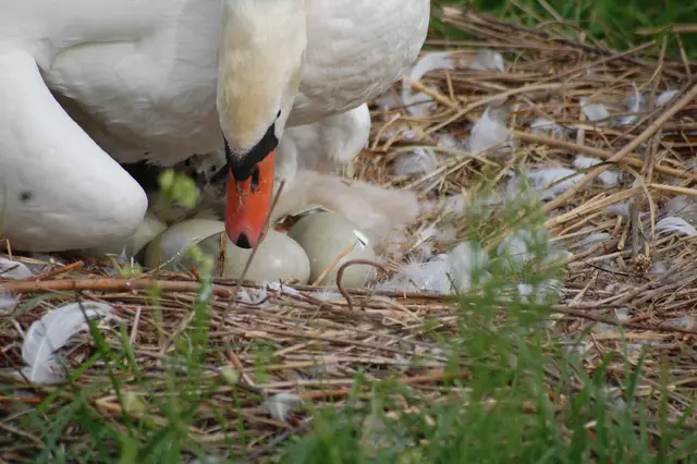 Foto: Heidrun Rosenberger