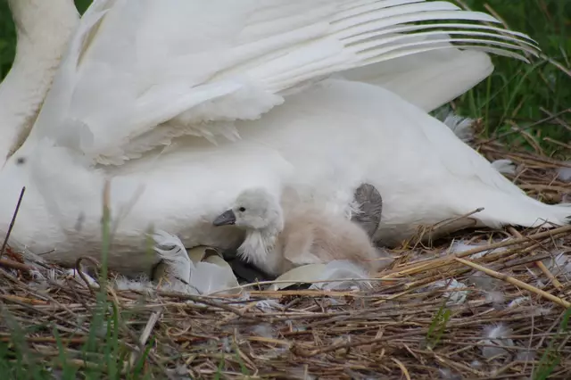 Foto: Heidrun Rosenberger