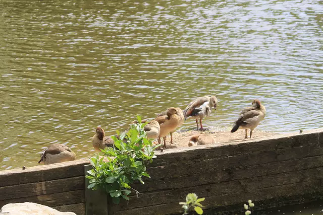 Schwäbisch Hall- Ackeranlagen/ Unterwöhrd | Foto: Ralf Röser