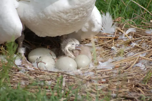 Foto: Heidrun Rosenberger