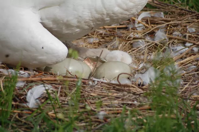 Foto: Heidrun Rosenberger