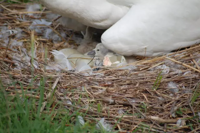 Foto: Heidrun Rosenberger