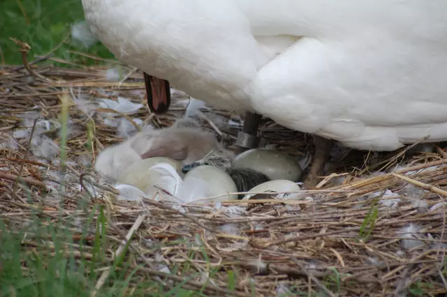Foto: Heidrun Rosenberger