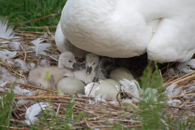 Foto: Heidrun Rosenberger
