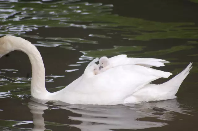 Foto: Heidrun Rosenberger