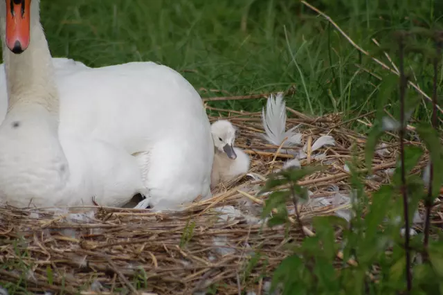 Foto: Heidrun Rosenberger