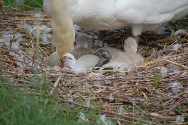 Nun war Nr. 2 auch flauschig getrocknet. | Foto: Heidrun Rosenberger