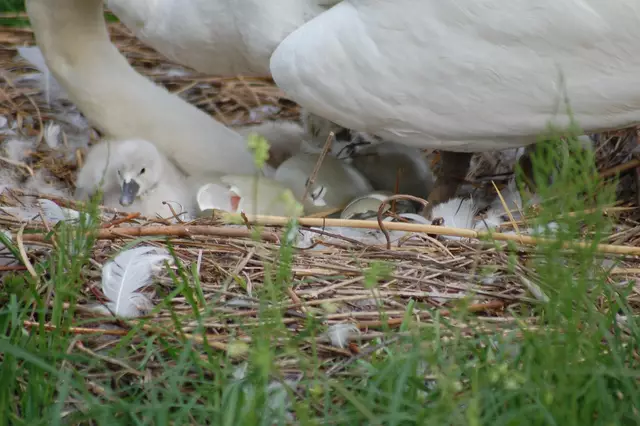 Foto: Heidrun Rosenberger