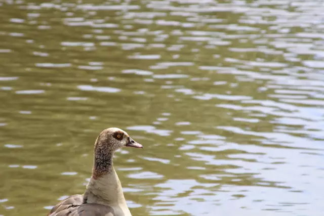 Schwäbisch Hall- Ackeranlagen/ Unterwöhrd | Foto: Ralf Röser