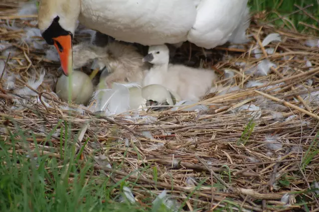 Es hat mit aller Kraft die Eischale gesprengt. | Foto: Heidrun Rosenberger