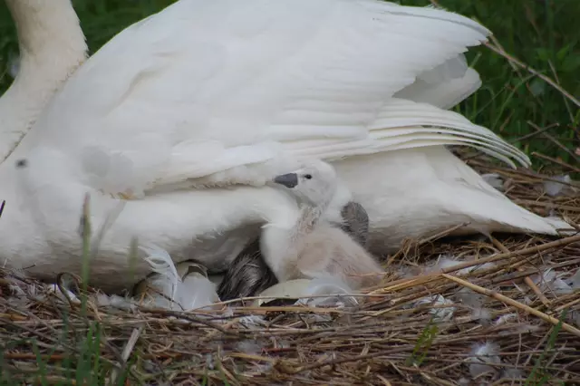 Foto: Heidrun Rosenberger